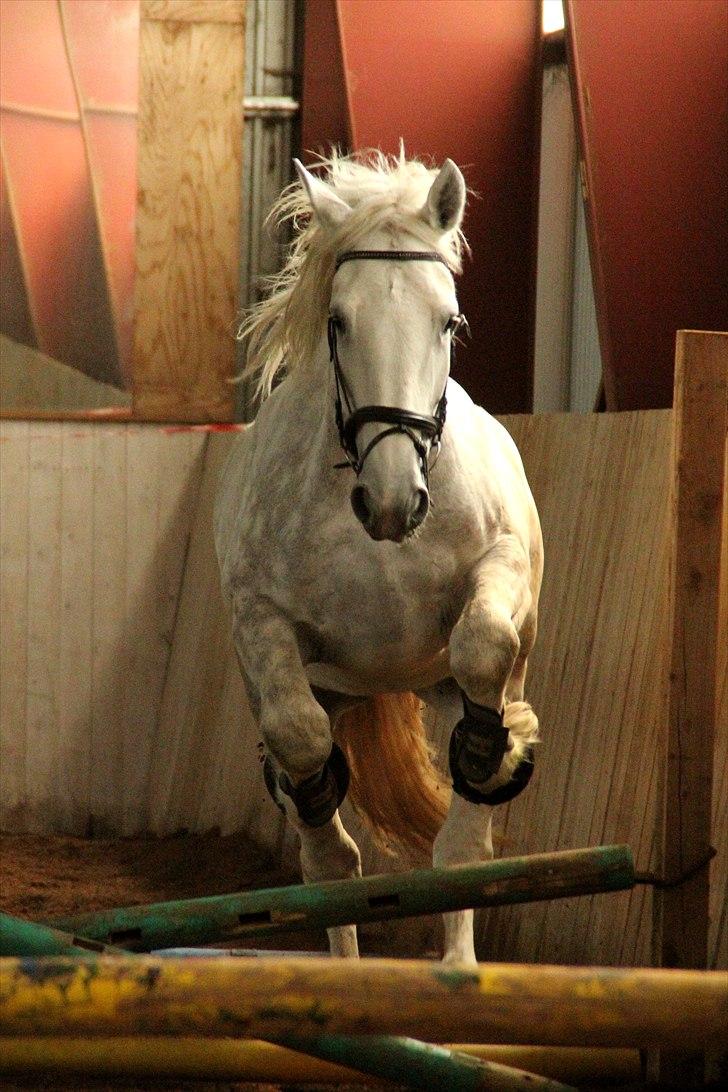 Hvem siger koldblodsheste ikke kan springe? billede 10