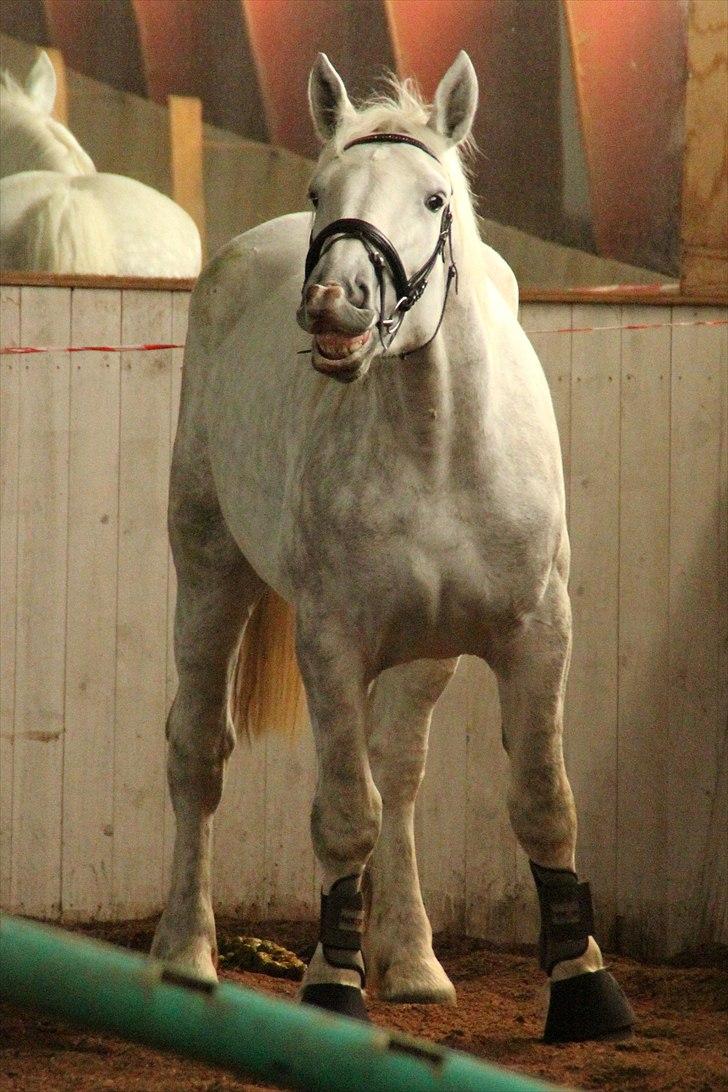 Hvem siger koldblodsheste ikke kan springe? billede 11
