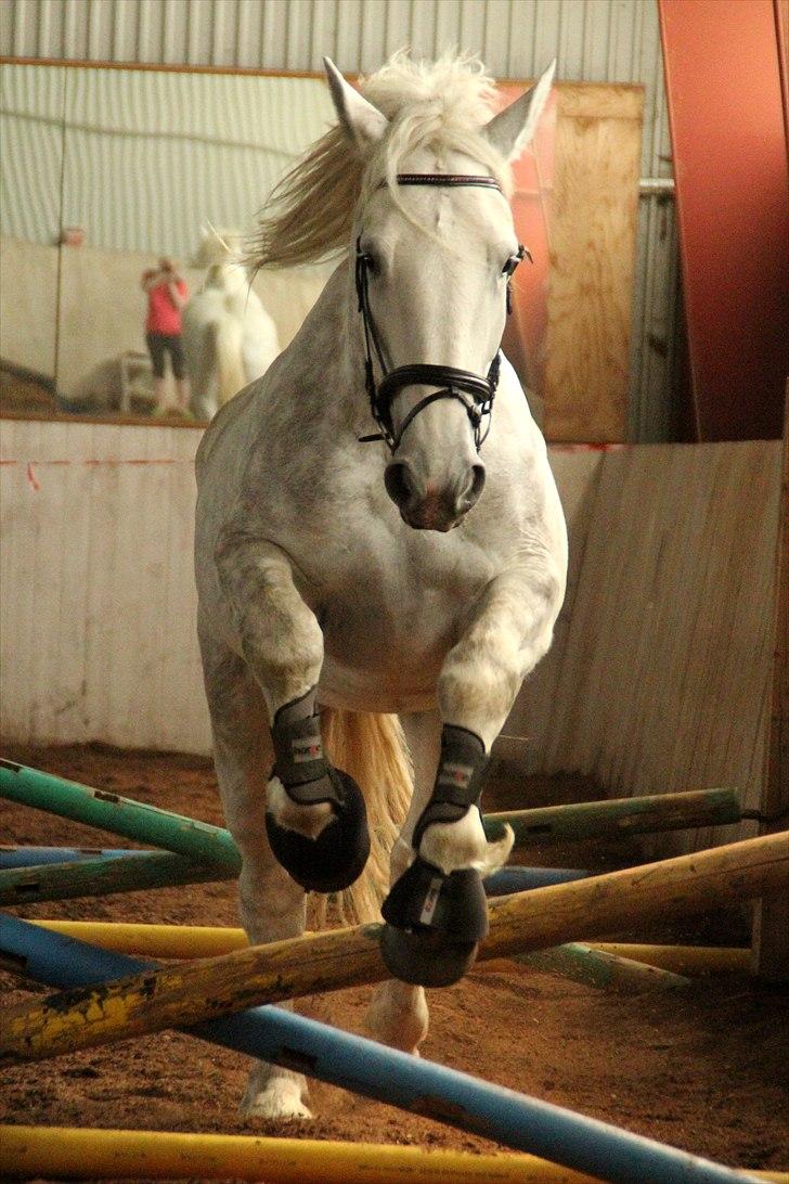Hvem siger koldblodsheste ikke kan springe? billede 12