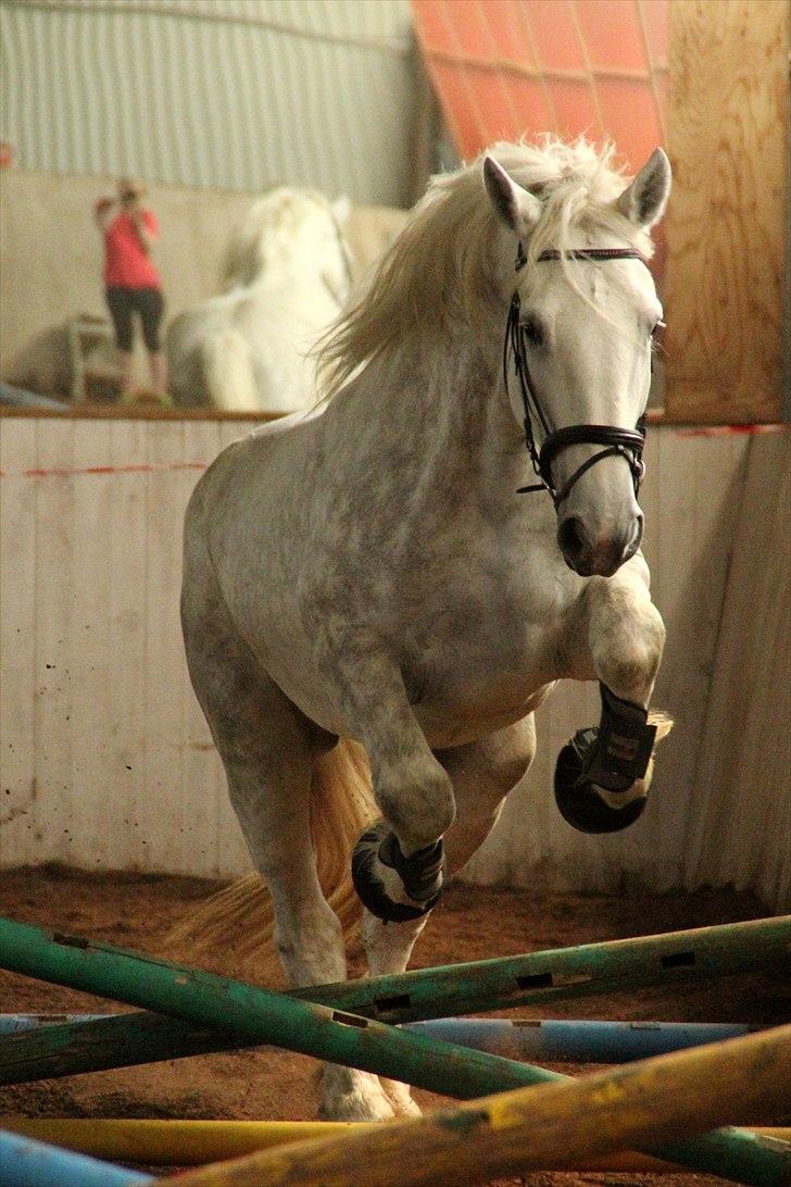 Hvem siger koldblodsheste ikke kan springe? billede 13