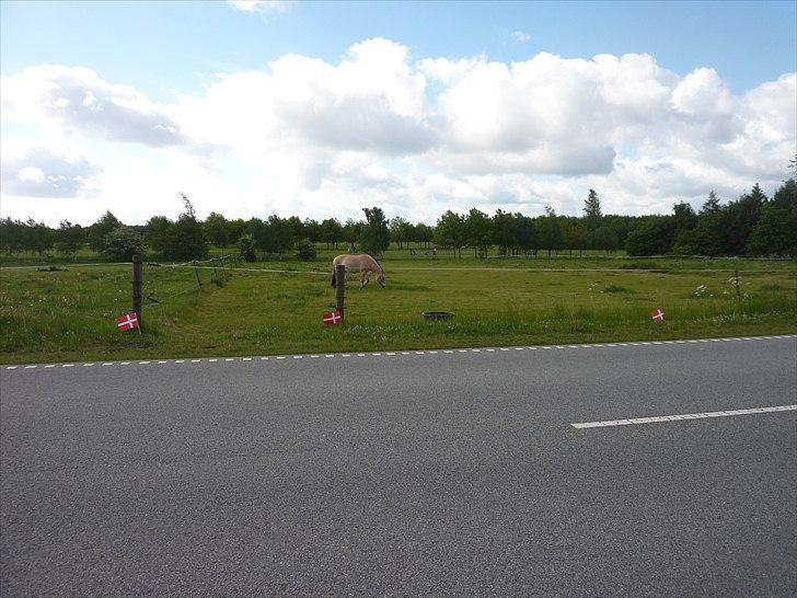 Tillykke Ally! - Sådan ser foilden ud nu xD billede 2
