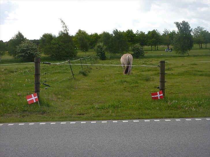 Tillykke Ally! billede 4