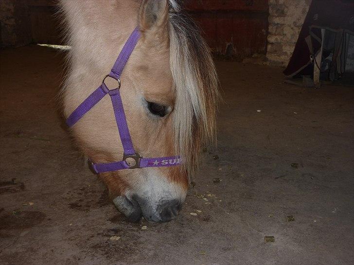 Tillykke Ally! billede 5