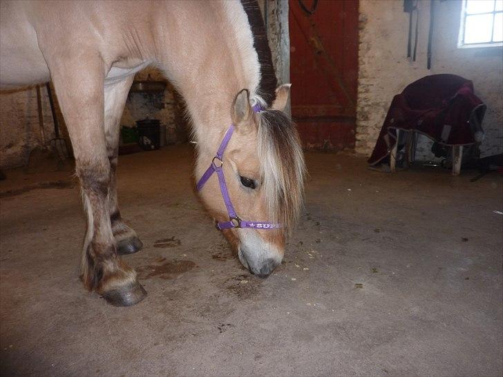 Tillykke Ally! billede 6