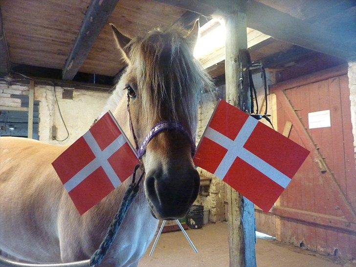 Tillykke Ally! - Fødselsdagsbarnet! :D billede 1