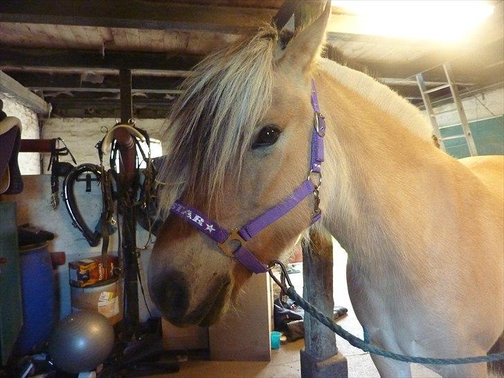 Tillykke Ally! billede 15