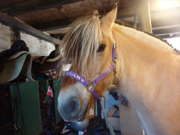 Tillykke Ally! billede 16