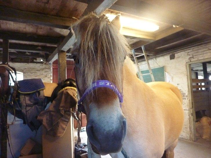 Tillykke Ally! billede 17