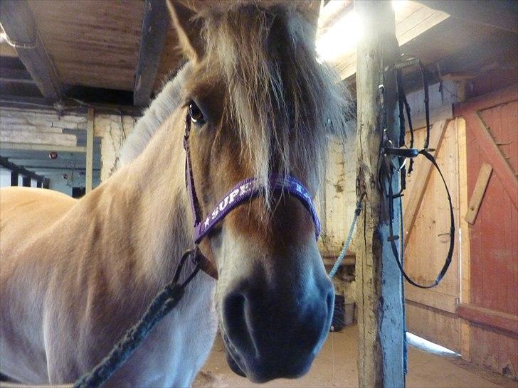 Tillykke Ally! billede 18