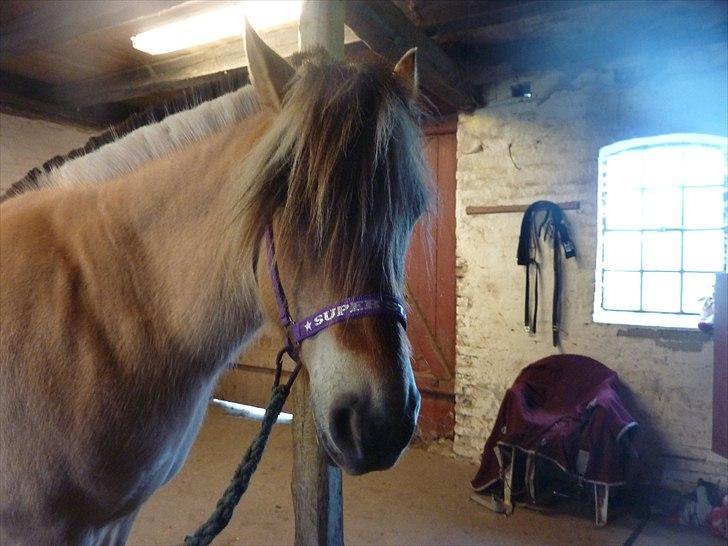 Tillykke Ally! billede 19