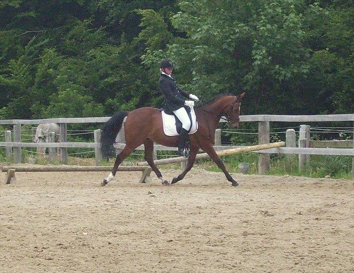 Stævne Ebeltoft Rideklub ;-) billede 16