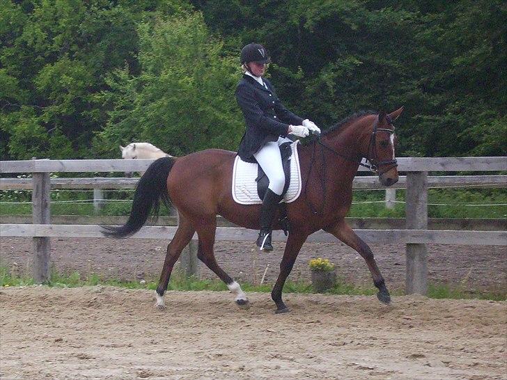 Stævne Ebeltoft Rideklub ;-) billede 20