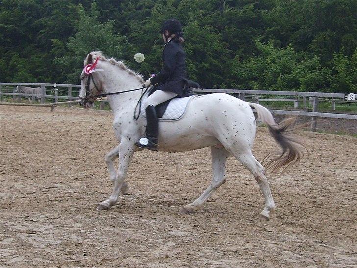 Stævne Ebeltoft Rideklub ;-) billede 31