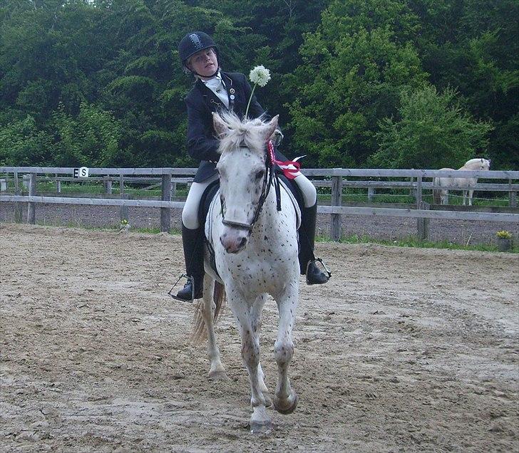 Stævne Ebeltoft Rideklub ;-) billede 32