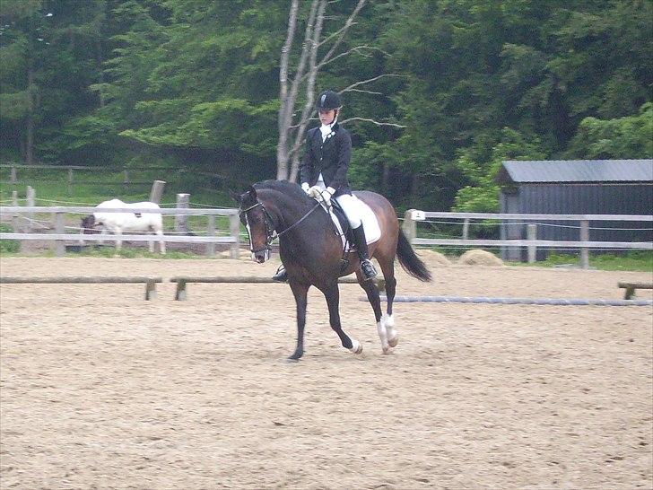 Stævne Ebeltoft Rideklub ;-) billede 44