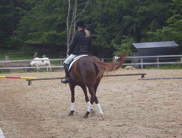 Stævne Ebeltoft Rideklub ;-) billede 192