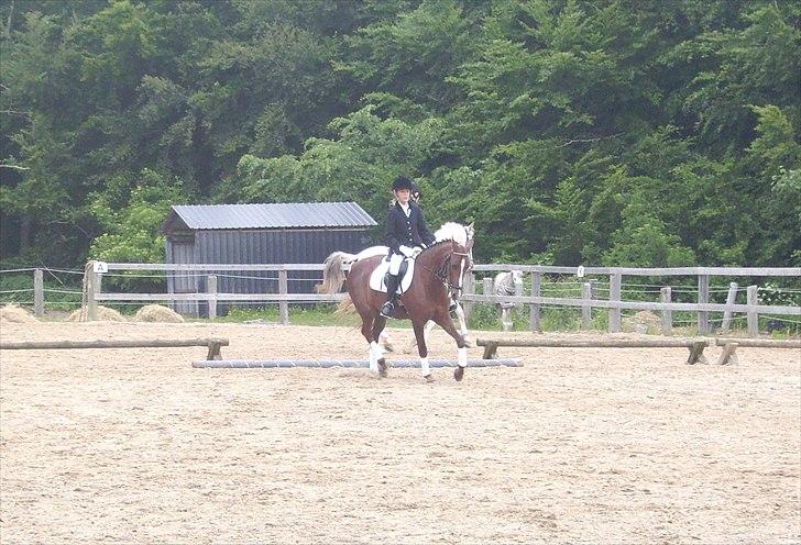 Stævne Ebeltoft Rideklub ;-) billede 204