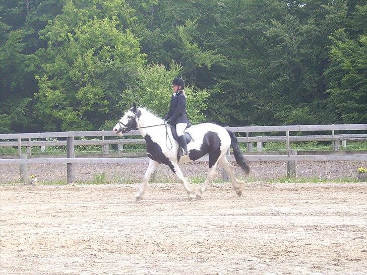 Stævne Ebeltoft Rideklub ;-) billede 231