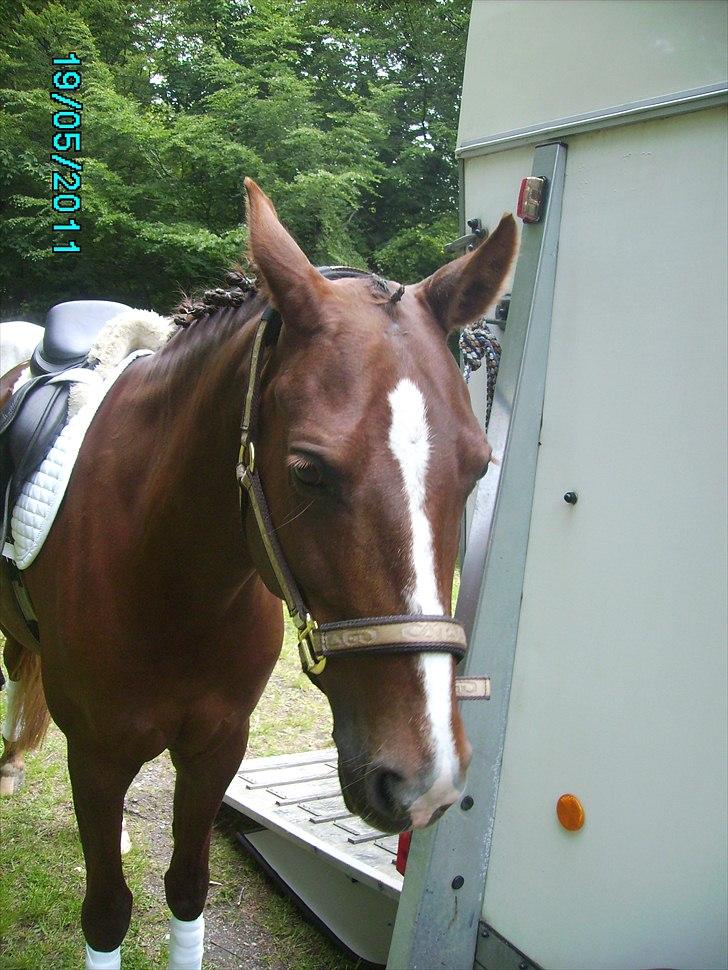 Stævne Ebeltoft Rideklub ;-) billede 232