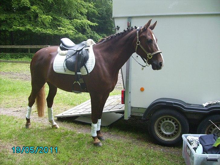 Stævne Ebeltoft Rideklub ;-) billede 233