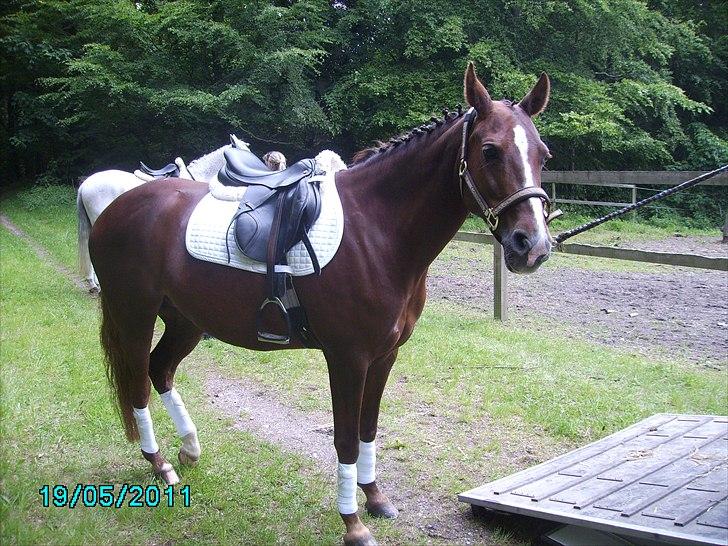 Stævne Ebeltoft Rideklub ;-) billede 234