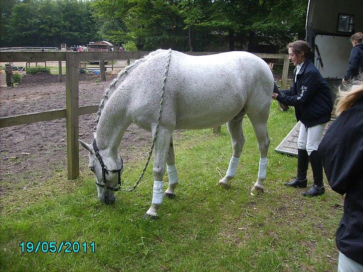 Stævne Ebeltoft Rideklub ;-) billede 237