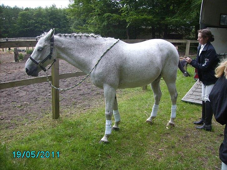 Stævne Ebeltoft Rideklub ;-) billede 238