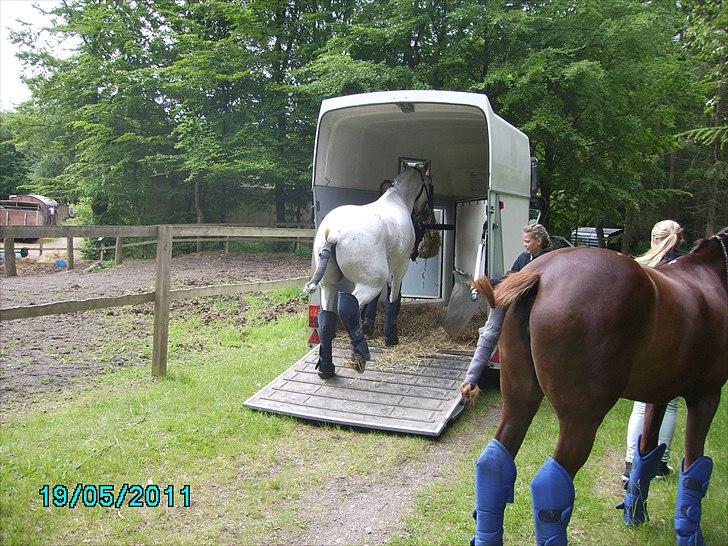 Stævne Ebeltoft Rideklub ;-) billede 240
