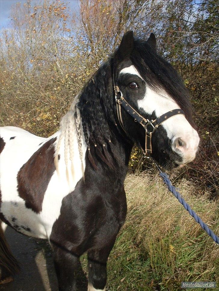 Tegninger :D   - Original billede - Dipsy billede 356