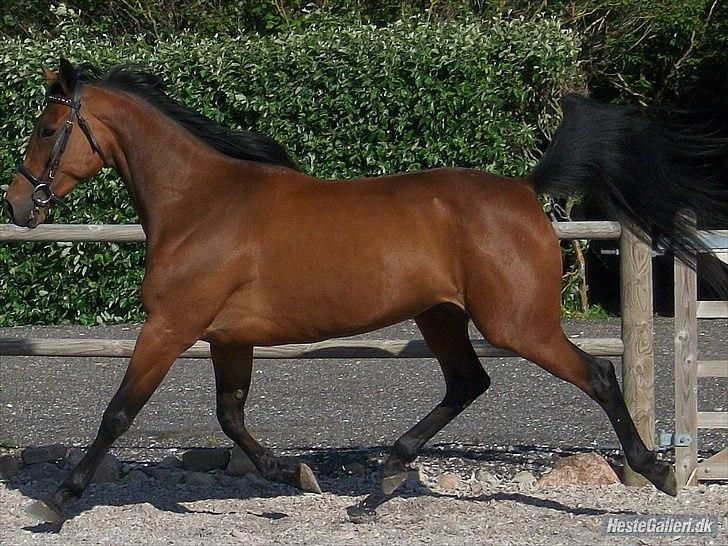 Tegninger :D   - Original billede - Long Tall Jolly billede 354