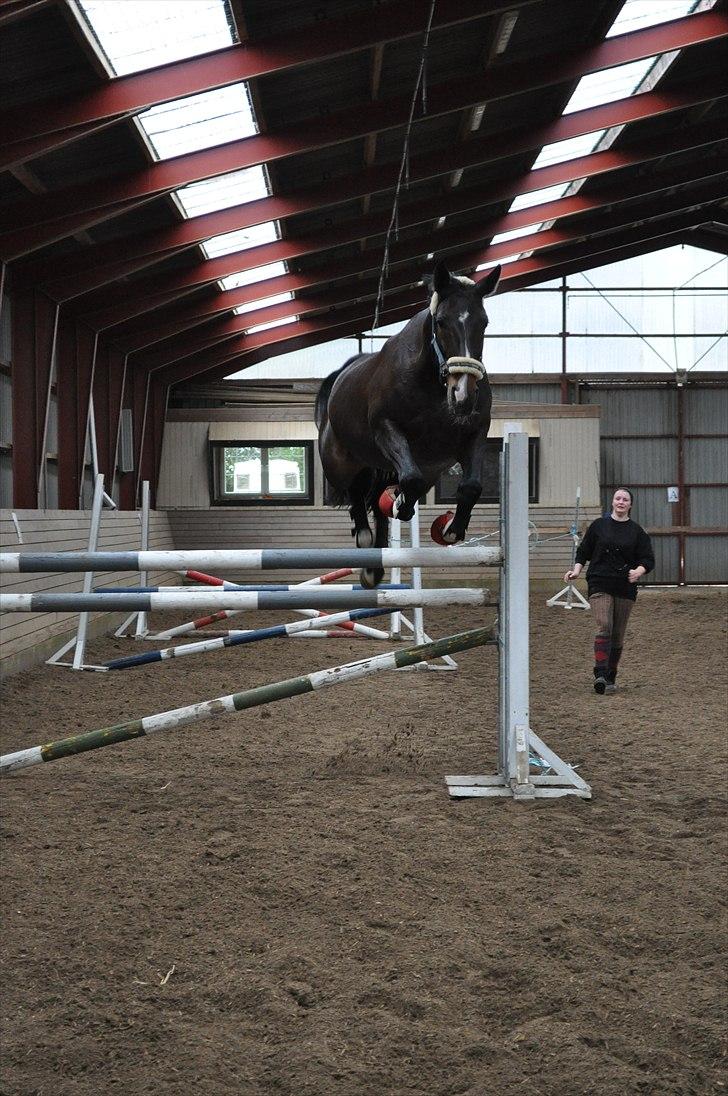 Løsspringning på Andrup Ridecenter billede 1