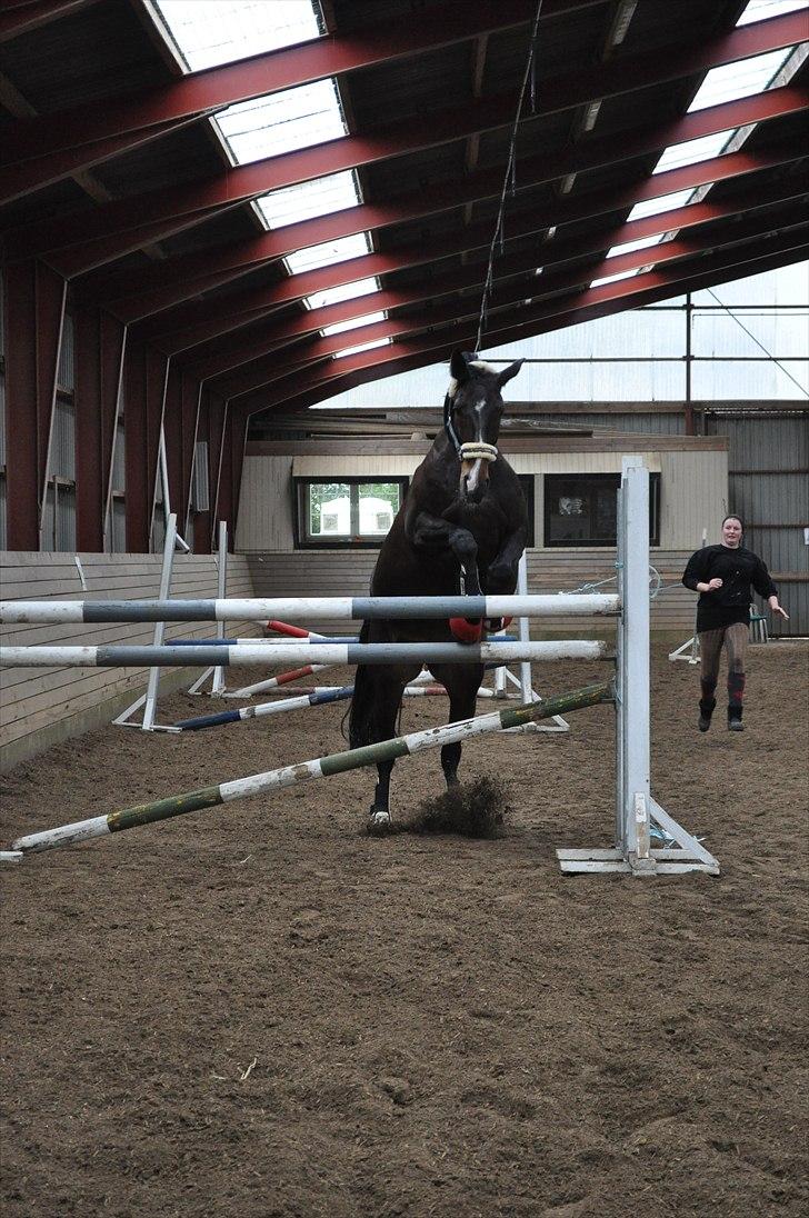Løsspringning på Andrup Ridecenter billede 2