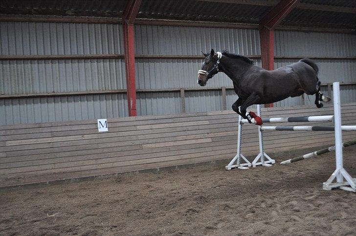 Løsspringning på Andrup Ridecenter billede 3