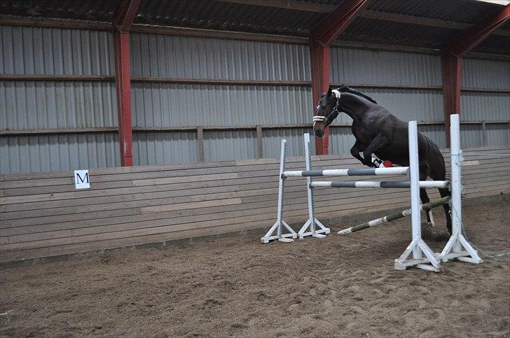 Løsspringning på Andrup Ridecenter billede 4