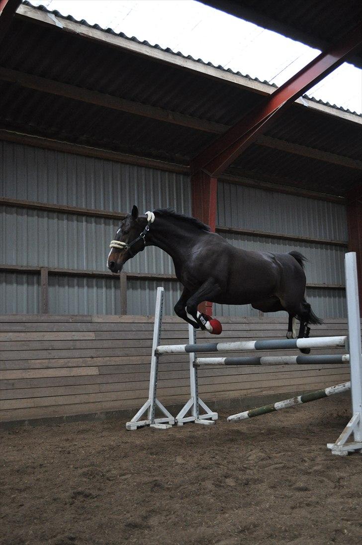 Løsspringning på Andrup Ridecenter billede 5