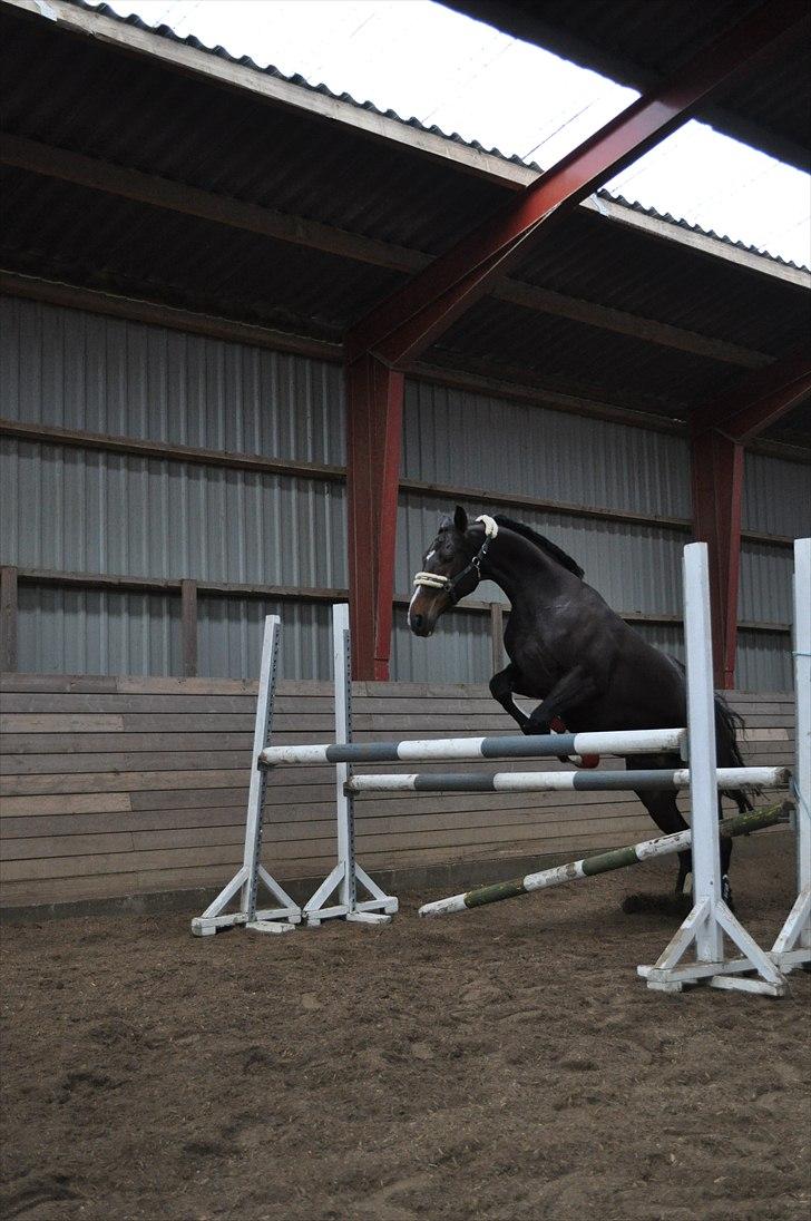 Løsspringning på Andrup Ridecenter billede 6