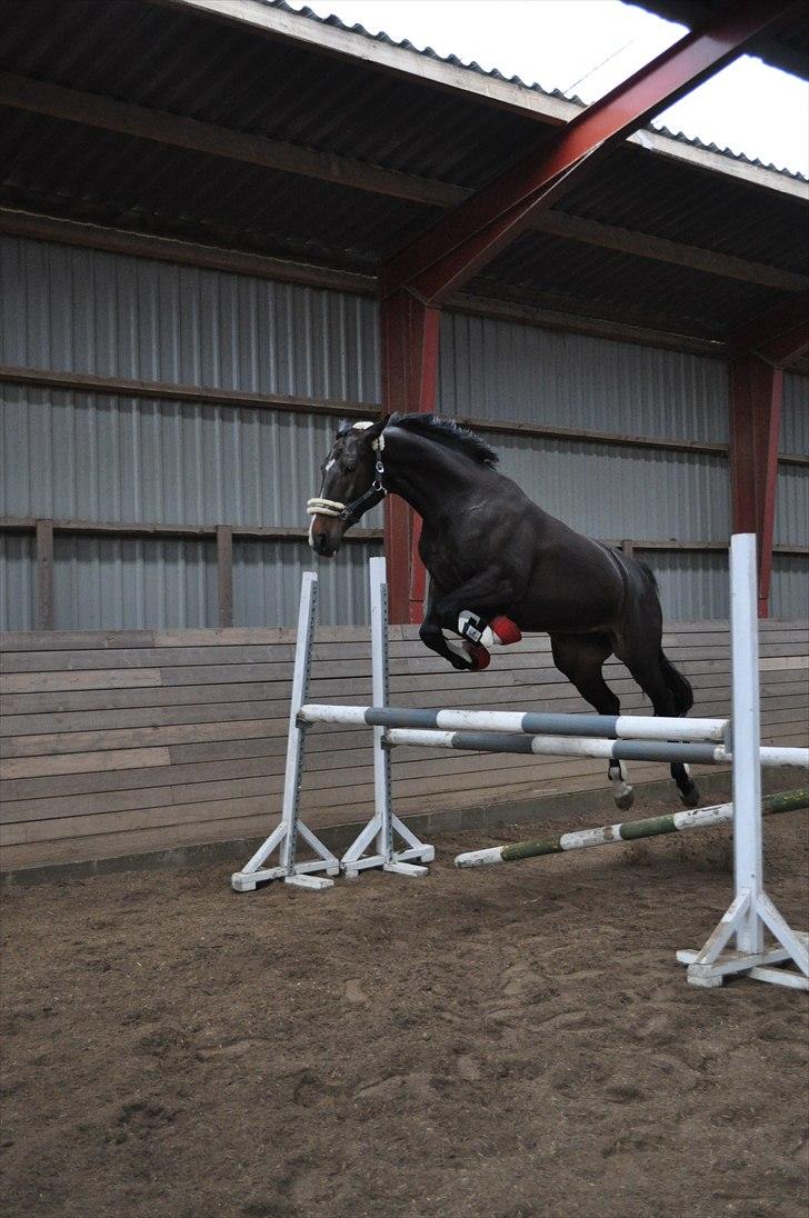 Løsspringning på Andrup Ridecenter billede 7