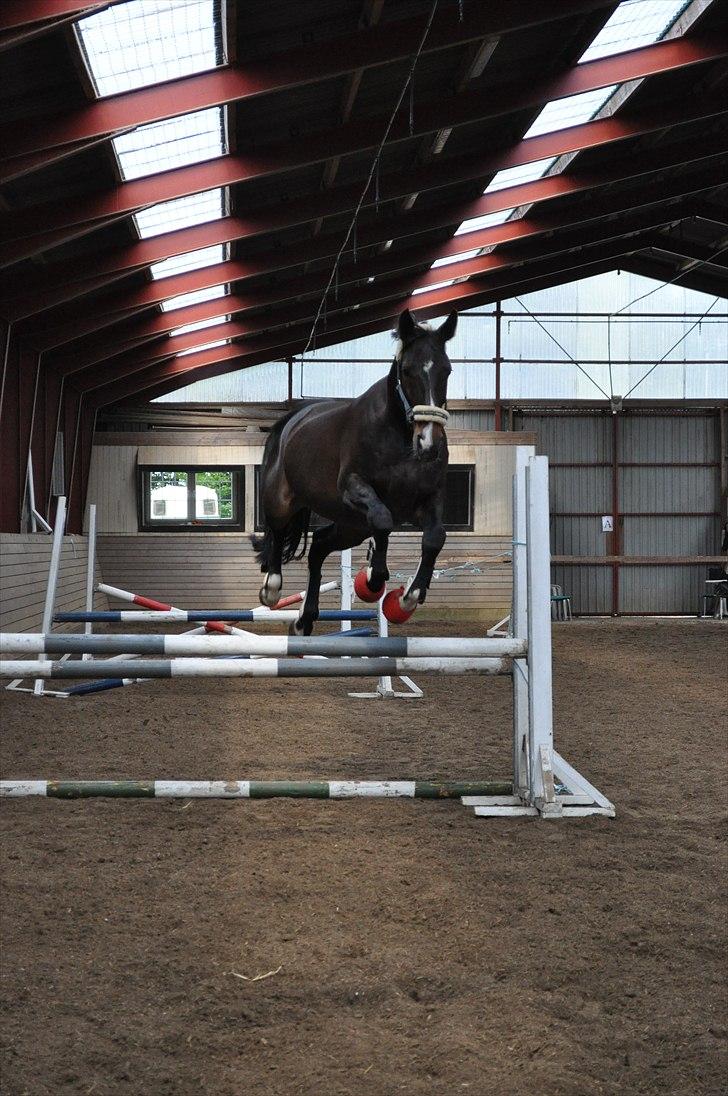 Løsspringning på Andrup Ridecenter billede 8