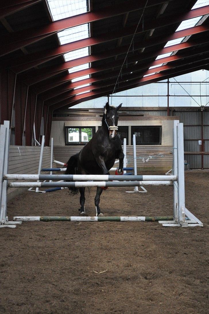 Løsspringning på Andrup Ridecenter billede 9