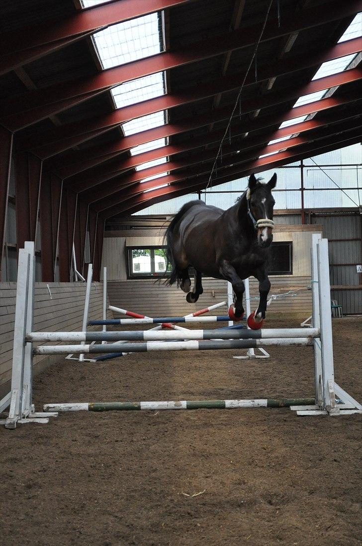 Løsspringning på Andrup Ridecenter billede 10