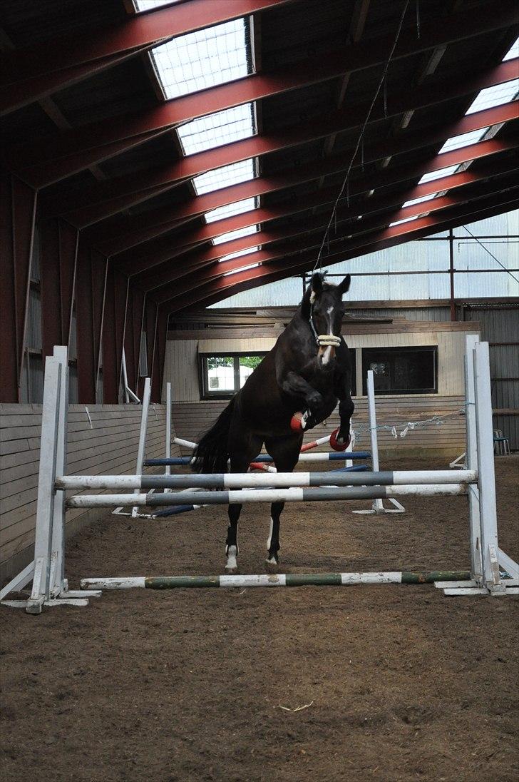 Løsspringning på Andrup Ridecenter billede 11