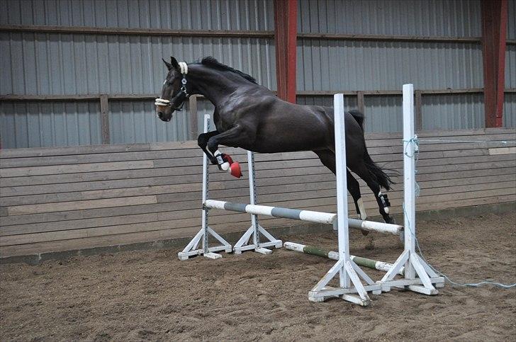 Løsspringning på Andrup Ridecenter billede 12