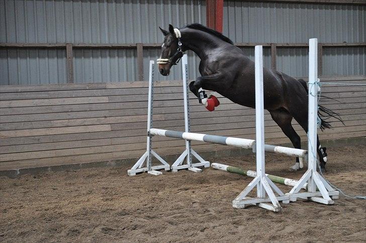Løsspringning på Andrup Ridecenter billede 13