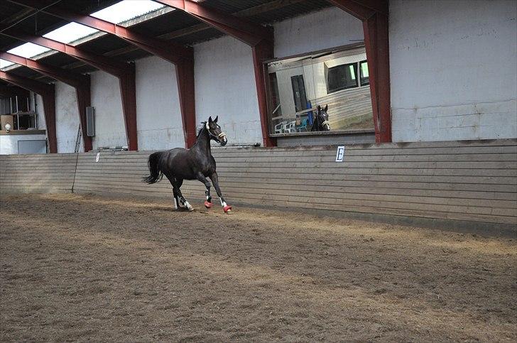 Løsspringning på Andrup Ridecenter billede 14