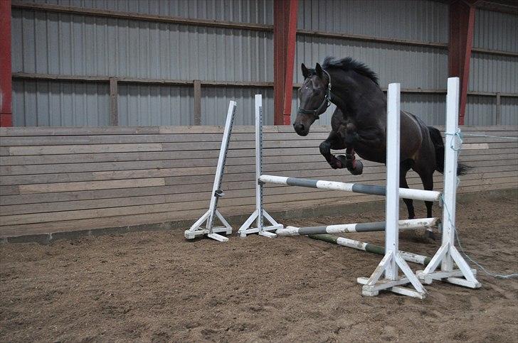 Løsspringning på Andrup Ridecenter billede 15