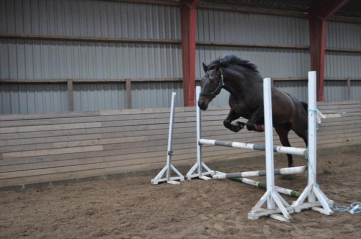 Løsspringning på Andrup Ridecenter billede 16