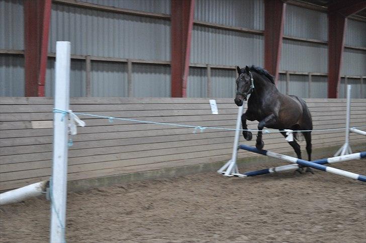 Løsspringning på Andrup Ridecenter billede 17