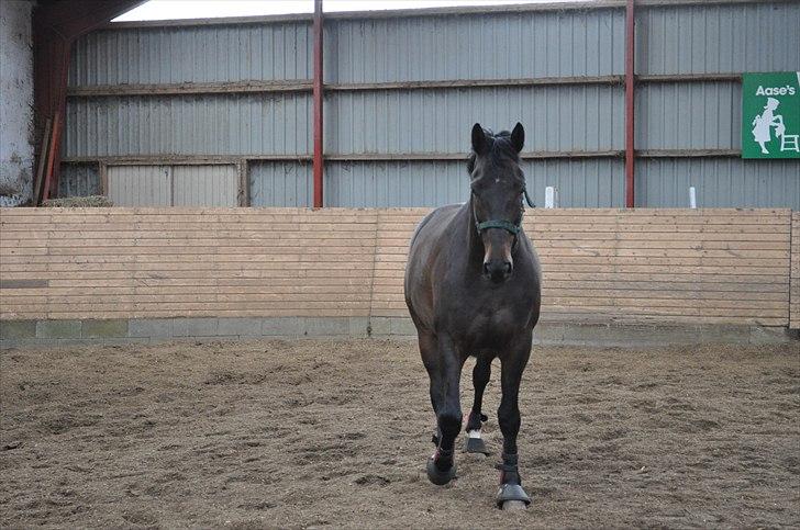 Løsspringning på Andrup Ridecenter billede 18