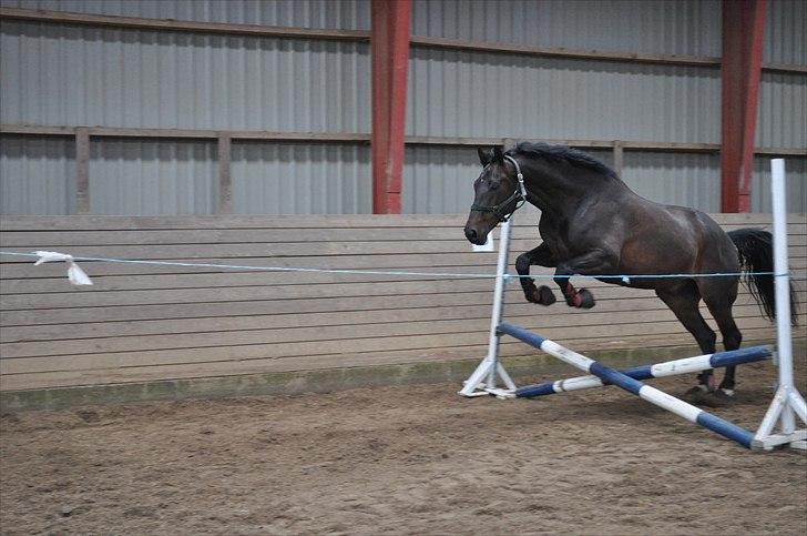 Løsspringning på Andrup Ridecenter billede 19