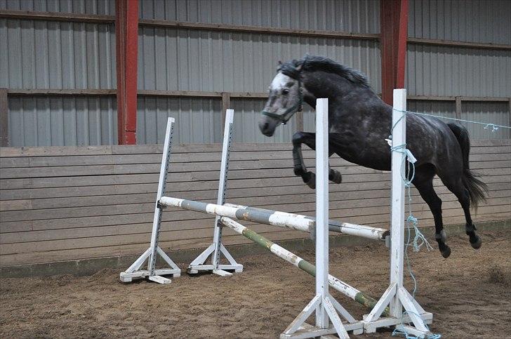 Løsspringning på Andrup Ridecenter billede 20